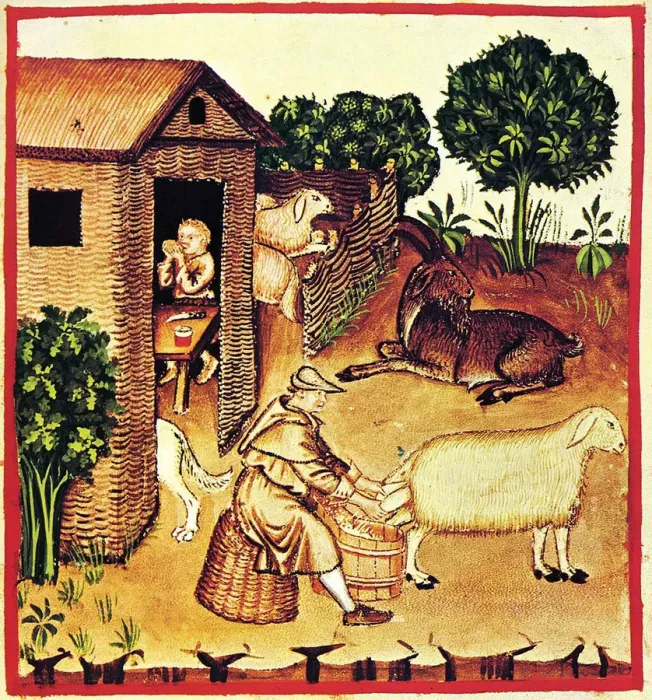 Framed Print : The production of cheese. A miniature from Tacuinum Sanitatis, Second Half of 14th cen Artist: Anonymous Framed Print : The production of cheese. A miniature from Tacuinum Sanitatis, Second Half of 14th cen Artist: Anonymous