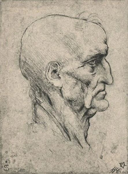 Profile to the Right of an Elderly Bald Man, c1480 (1945). Artist: Leonardo da Vinci