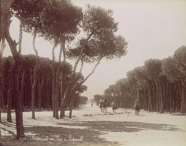 Promenade des Pins a Beyrouth, ca. 1870. Creator: Felix Bonfils