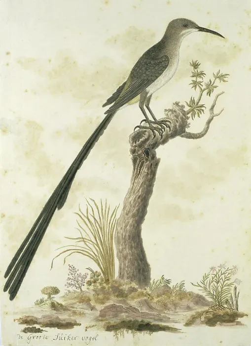 Framed Print : Promerops cafer (Cape sugarbird), 1777-1786. Creator: Robert Jacob Gordon