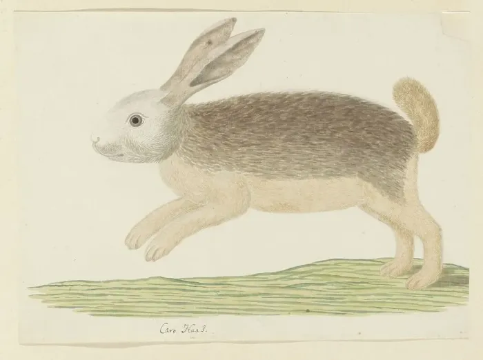 Framed Print : Pronolagus sp. (Karoo hare), 1777-1786. Creator: Robert Jacob Gordon