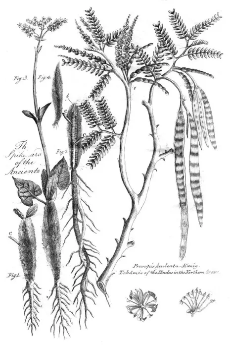 Framed Print : Prosopis Aculeata, 1799 Framed Print : Prosopis Aculeata, 1799