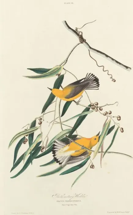 Framed Print : Prothonotary Warbler, 1827. Creator: William Home Lizars Framed Print : Prothonotary Warbler, 1827. Creator: William Home Lizars