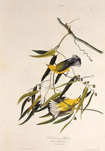 The prothonotary warbler. From The Birds of America, 1827-1838. Creator: Audubon