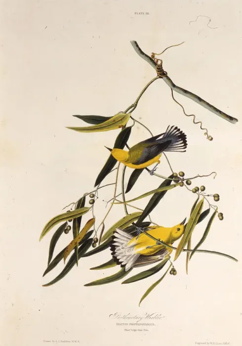 Framed Print : The prothonotary warbler. From The Birds of America, 1827-1838. Creator: Audubon Framed Print : The prothonotary warbler. From The Birds of America, 1827-1838. Creator: Audubon