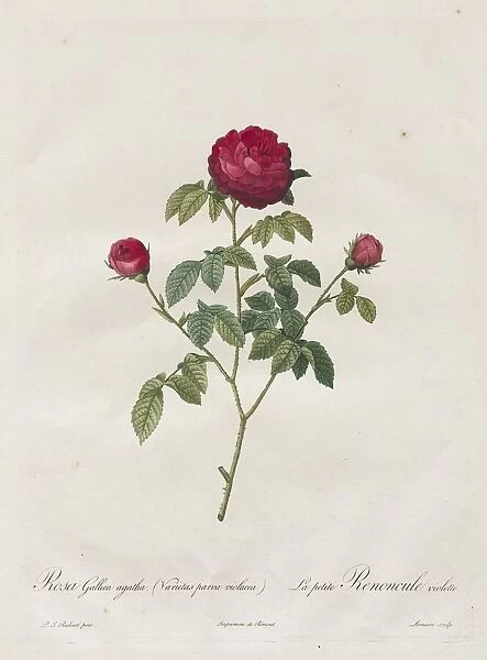 Provence or French Rose, 1817-1824. Creator: Henry Joseph Redoute (French, 1766-1853)