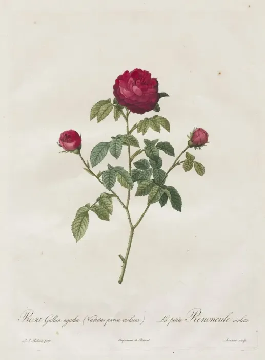 Framed Print : Provence or French Rose, 1817-1824. Creator: Henry Joseph Redoute (French, 1766-1853) Framed Print : Provence or French Rose, 1817-1824. Creator: Henry Joseph Redoute (French, 1766-1853)
