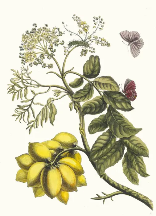 Framed Print : Prunier d Amerique. From the Book Metamorphosis insectorum Surinamensium, 1705 Framed Print : Prunier d Amerique. From the Book Metamorphosis insectorum Surinamensium, 1705