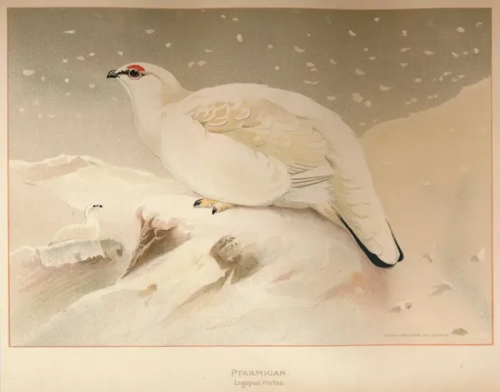 Framed Print : Ptarmigan (Lagopus mutus), 1900, (1900). Artist: Charles Whymper Framed Print : Ptarmigan (Lagopus mutus), 1900, (1900). Artist: Charles Whymper
