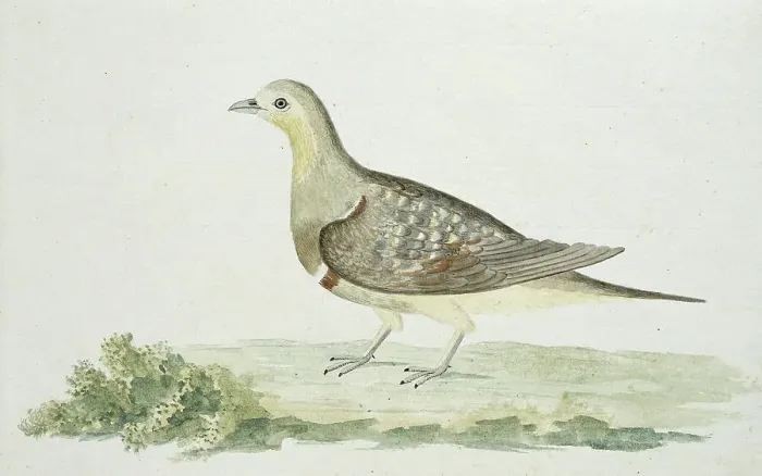 Framed Print : Pterocles namaqua (Namaqua sandgrouse), c.1778. Creator: Robert Jacob Gordon Framed Print : Pterocles namaqua (Namaqua sandgrouse), c.1778. Creator: Robert Jacob Gordon