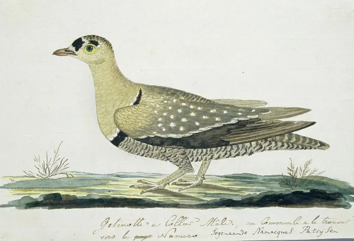 Framed Print : Pteroclurus bicinctus (Double-banded sandgrouse), c.1778. Creator: Robert Jacob Gordon Framed Print : Pteroclurus bicinctus (Double-banded sandgrouse), c.1778. Creator: Robert Jacob Gordon