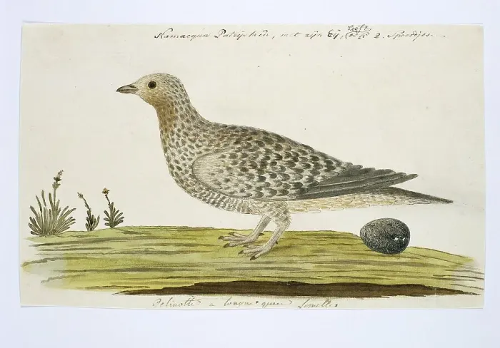 Framed Print : Pteroclurus namaqua (Namaqua sandgrouse), c.1778. Creator: Robert Jacob Gordon Framed Print : Pteroclurus namaqua (Namaqua sandgrouse), c.1778. Creator: Robert Jacob Gordon