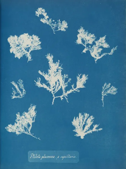 Framed Print : Ptilota plumosa. B capillaris, ca. 1853. Creator: Anna Atkins Framed Print : Ptilota plumosa. B capillaris, ca. 1853. Creator: Anna Atkins