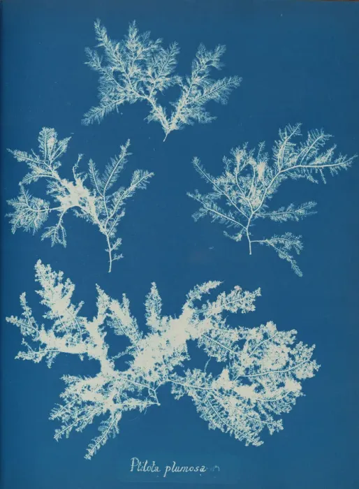Framed Print : Ptilota plumosa, ca. 1853. Creator: Anna Atkins Framed Print : Ptilota plumosa, ca. 1853. Creator: Anna Atkins