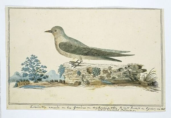 Ptynoprogne fuligula (Rock martin), 1777-1786. Creator: Robert Jacob Gordon