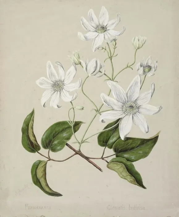 Framed Print : Puawananga - Clematis indivisa, c.1885. Creator: Sarah Featon Framed Print : Puawananga - Clematis indivisa, c.1885. Creator: Sarah Featon