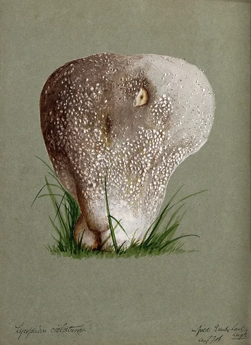 Framed Print : A puff ball (Lycoperdon species), 1886. Creator: Unknown Framed Print : A puff ball (Lycoperdon species), 1886. Creator: Unknown