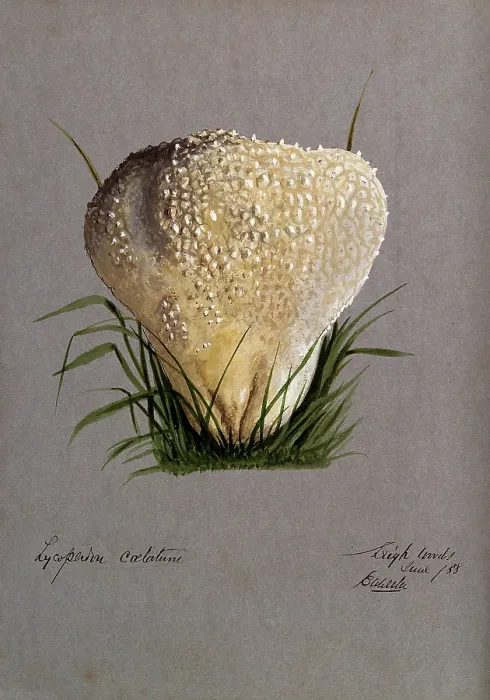 Framed Print : A puff ball (Lycoperdon species), 1888. Creator: Edwin Wheeler Framed Print : A puff ball (Lycoperdon species), 1888. Creator: Edwin Wheeler