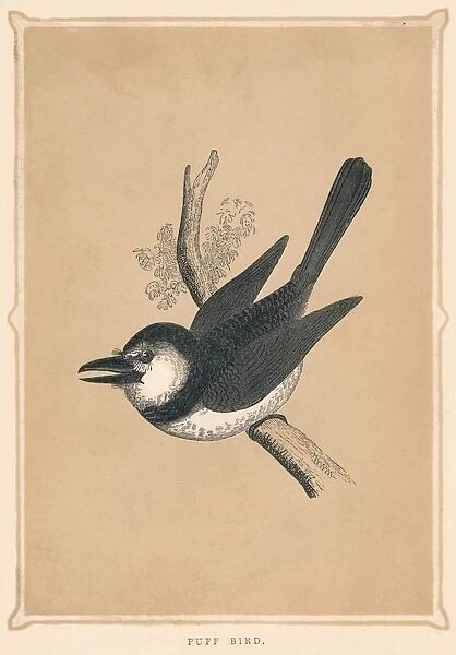 Puff Bird, (Bucconidae), c1850, (1856)
