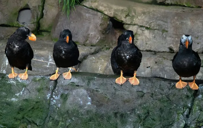 Framed Print : Puffins, Monterey Bay Aquarium, Monterey, California, USA, 2022. Creator: Ethel Davies Framed Print : Puffins, Monterey Bay Aquarium, Monterey, California, USA, 2022. Creator: Ethel Davies