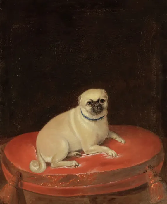 Framed Print : Pug, unknown date. Creator: Anon Framed Print : Pug, unknown date. Creator: Anon