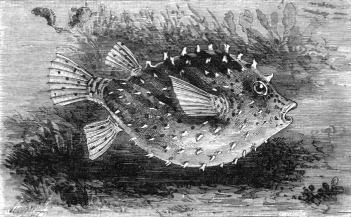Framed Print : The Pump-Fish of Florida; A Flying Visit to Florida, 1875. Creator: Thomas Mayne Reid Framed Print : The Pump-Fish of Florida; A Flying Visit to Florida, 1875. Creator: Thomas Mayne Reid