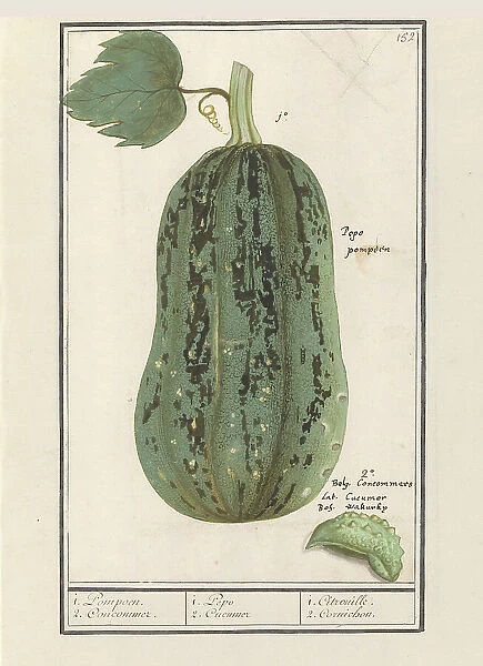 Pumpkin (Cucurbita pepo), 1596-1610. Creators: Anselmus de Boodt, Elias Verhulst