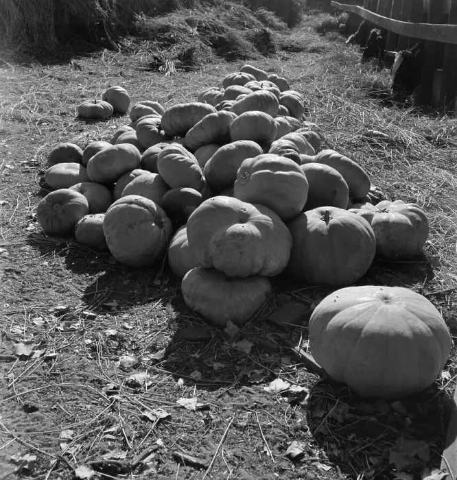 Framed Print : Pumpkins in barnyard to feed cows of rehabilitation client, San Joaquin County, California, 1938. Creator: Dorothea Lange Framed Print : Pumpkins in barnyard to feed cows of rehabilitation client, San Joaquin County, California, 1938. Creator: Dorothea Lange
