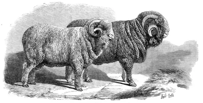 Framed Print : Pure Saxon Merino rams, exhibited at Breslau, 1869. Creator: Unknown Framed Print : Pure Saxon Merino rams, exhibited at Breslau, 1869. Creator: Unknown