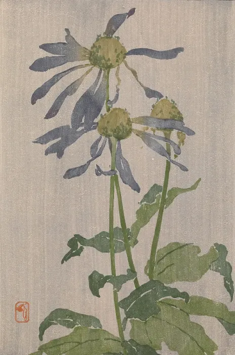 Framed Print : Purple Daisy (also known as Chrysantheme Simple), 1907-1909. Creator: Edna Boies Hopkins Framed Print : Purple Daisy (also known as Chrysantheme Simple), 1907-1909. Creator: Edna Boies Hopkins