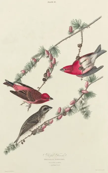 Framed Print : Purple Finch, 1827. Creator: William Home Lizars Framed Print : Purple Finch, 1827. Creator: William Home Lizars