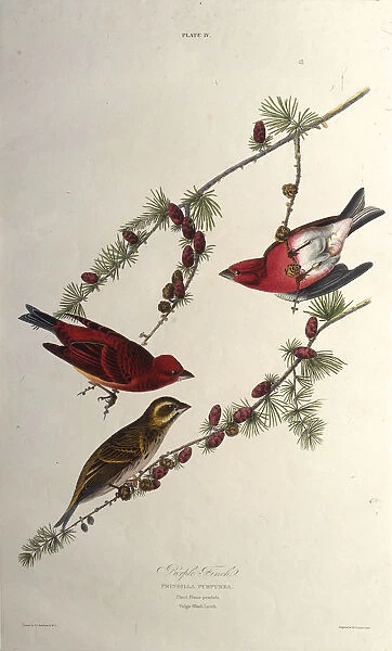The purple finch. From The Birds of America, 1827-1838. Creator: Audubon