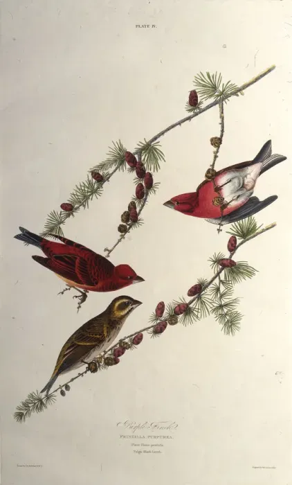 Framed Print : The purple finch. From The Birds of America, 1827-1838. Creator: Audubon Framed Print : The purple finch. From The Birds of America, 1827-1838. Creator: Audubon