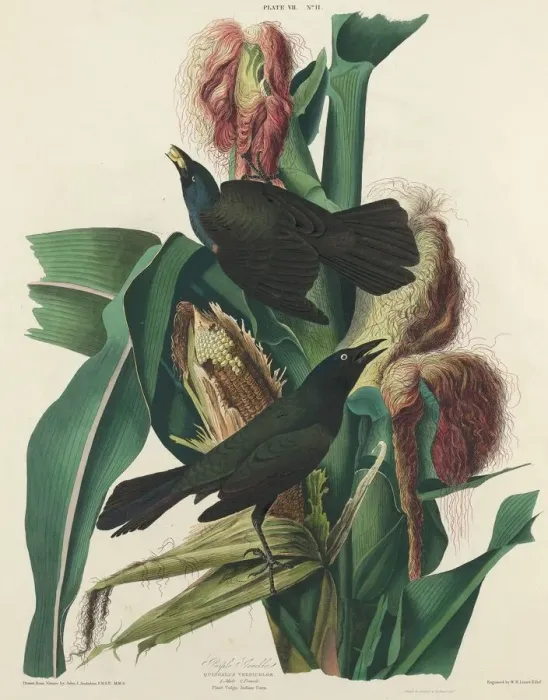 Framed Print : Purple Grackle, 1827. Creator: William Home Lizars Framed Print : Purple Grackle, 1827. Creator: William Home Lizars