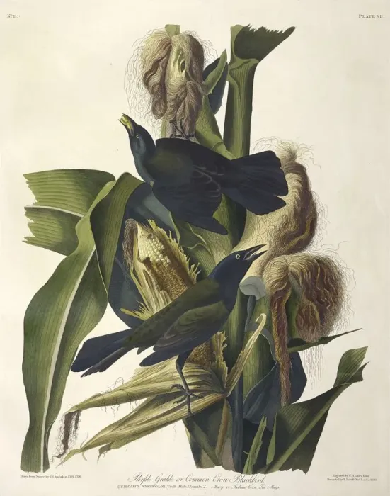 Framed Print : Purple Grakle or Common Crow Blackbird, 1845 Framed Print : Purple Grakle or Common Crow Blackbird, 1845