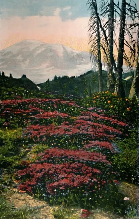 Framed Print : Purple Heather growing Mount Rainier National Park, c1916. Artist: Asahel Curtis Framed Print : Purple Heather growing Mount Rainier National Park, c1916. Artist: Asahel Curtis