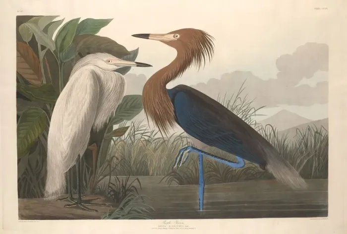Framed Print : Purple Heron, 1835. Creator: Robert Havell Framed Print : Purple Heron, 1835. Creator: Robert Havell