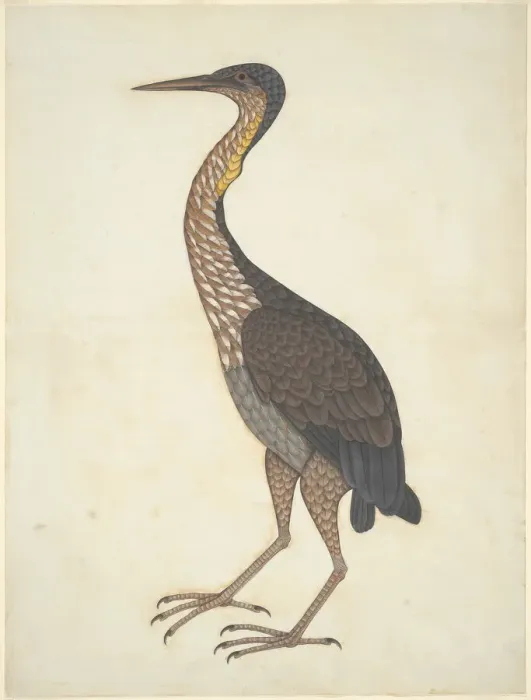 Framed Print : Purple Heron (Ardea purpurea), Company School, c. 1780 / 1820. Creator: Unknown Framed Print : Purple Heron (Ardea purpurea), Company School, c. 1780 / 1820. Creator: Unknown