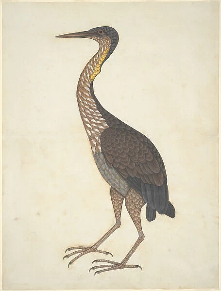 Purple Heron (Ardea purpurea), Company School, c. 1780  /  1820. Creator: Unknown