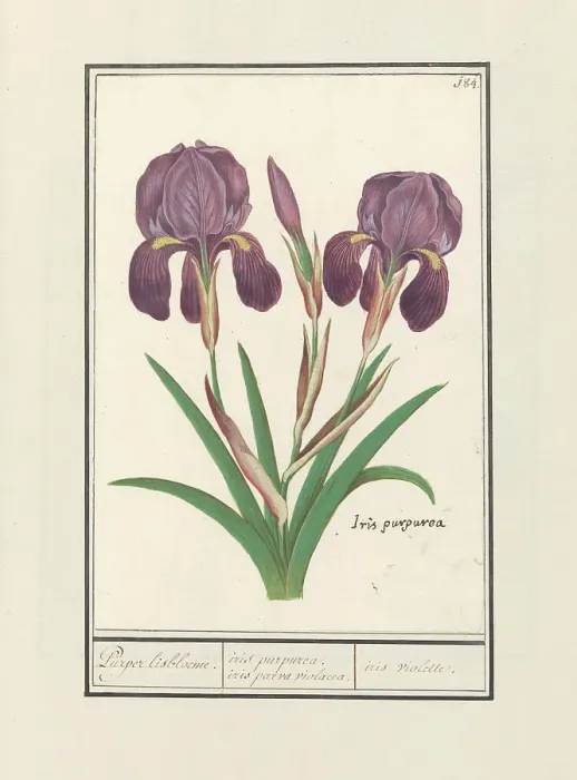 Framed Print : Purple iris (Iris germanica), 1596-1610. Creators: Anselmus de Boodt, Elias Verhulst Framed Print : Purple iris (Iris germanica), 1596-1610. Creators: Anselmus de Boodt, Elias Verhulst