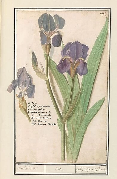 Purple iris (Iris germanica), 1596-1610. Creators: Anselmus de Boodt, Elias Verhulst