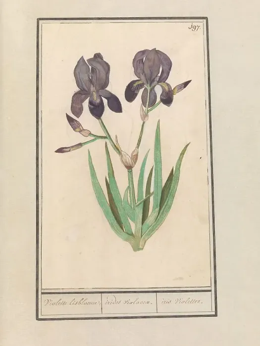 Framed Print : Purple iris (Iris germanica), 1596-1610. Creators: Anselmus de Boodt, Elias Verhulst Framed Print : Purple iris (Iris germanica), 1596-1610. Creators: Anselmus de Boodt, Elias Verhulst
