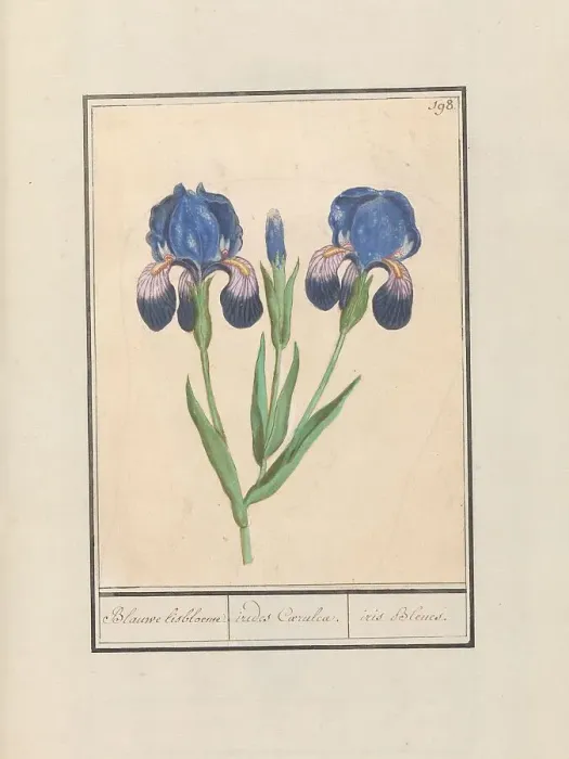 Framed Print : Purple iris (Iris germanica), 1596-1610. Creators: Anselmus de Boodt, Elias Verhulst Framed Print : Purple iris (Iris germanica), 1596-1610. Creators: Anselmus de Boodt, Elias Verhulst