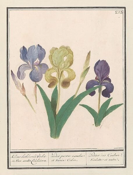 Purple iris (Iris germanica), 1596-1610. Creators: Anselmus de Boodt, Elias Verhulst