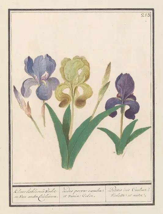 Framed Print : Purple iris (Iris germanica), 1596-1610. Creators: Anselmus de Boodt, Elias Verhulst Framed Print : Purple iris (Iris germanica), 1596-1610. Creators: Anselmus de Boodt, Elias Verhulst