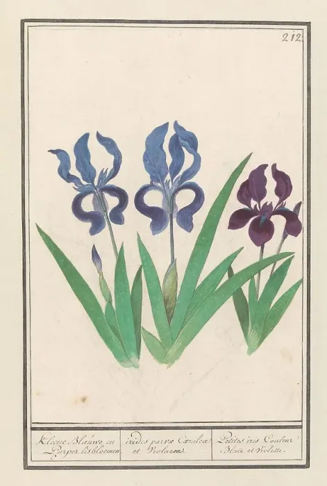 Framed Print : Purple iris (Iris germanica), 1596-1610. Creators: Anselmus de Boodt, Elias Verhulst Framed Print : Purple iris (Iris germanica), 1596-1610. Creators: Anselmus de Boodt, Elias Verhulst