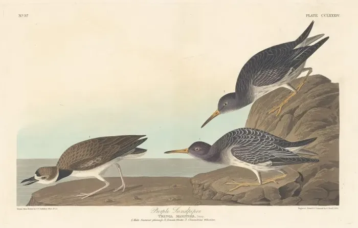 Framed Print : Purple Sandpiper, 1835. Creator: Robert Havell Framed Print : Purple Sandpiper, 1835. Creator: Robert Havell