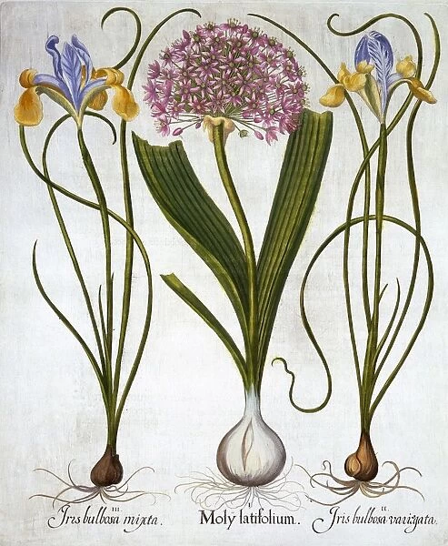 Purple Sensation, and Spanish Irises, from Hortus Eystettensis, by Basil Besler (1561-1629)