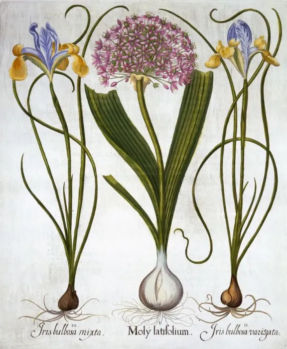 Framed Print : Purple Sensation, and Spanish Irises, from Hortus Eystettensis, by Basil Besler (1561-1629) Framed Print : Purple Sensation, and Spanish Irises, from Hortus Eystettensis, by Basil Besler (1561-1629)