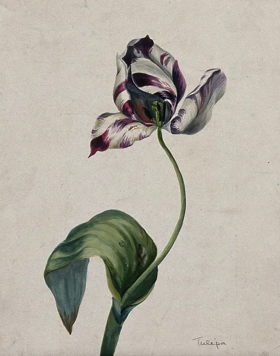 Framed Print : Purple striped tulip (Tulipa species): flower and leaves. Creator: Unknown Framed Print : Purple striped tulip (Tulipa species): flower and leaves. Creator: Unknown